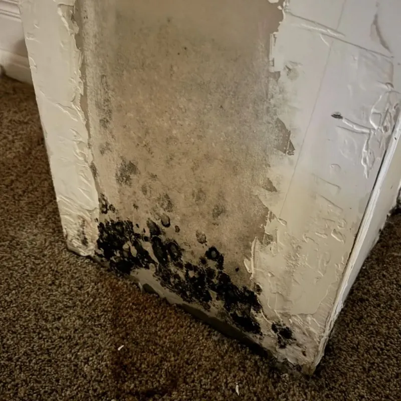 Professional Mold Removal in East Uniontown, PA